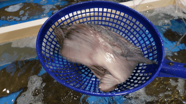 Live fish scooped out of tank with net