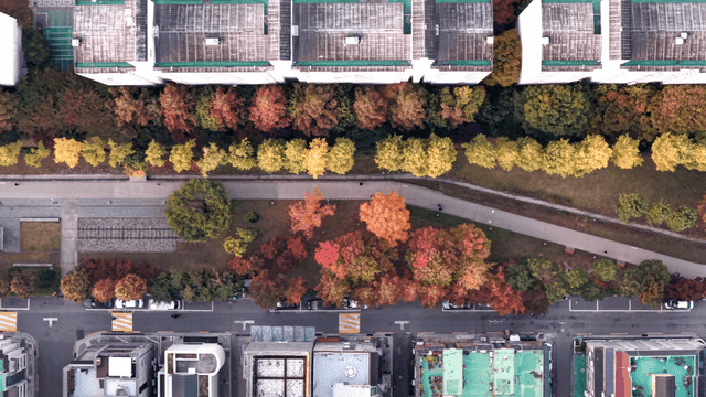 도시 거리를 따라 늘어선 가을 나무들