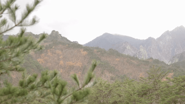 산을 배경으로 한 소나무
