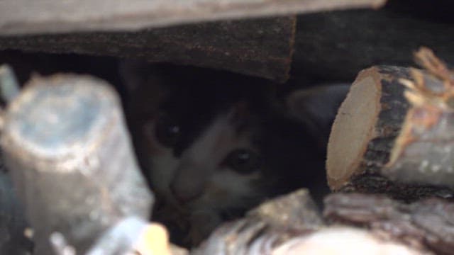 Tiny kitten hiding in a woodpile outdoors during the day