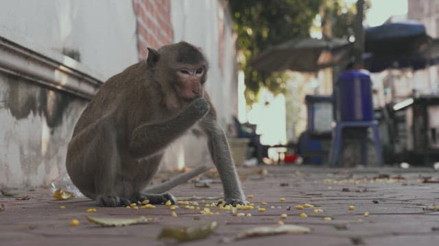 Monkey Eating Trash on the Street