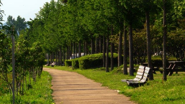 Calm park pathway with benches alongside trees