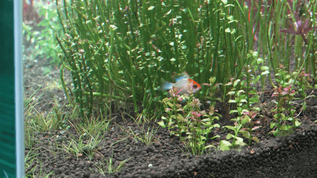 Fish swimming among lush aquatic plants