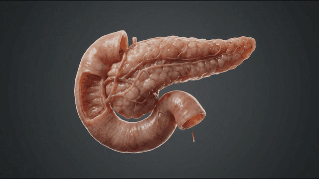 Detailed view of a human pancreas