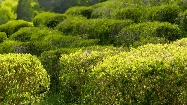 Lush green tea fields under sunlight