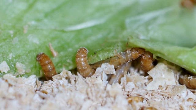 Cicada larvas eating green leaves on sawdust