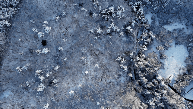 Snow-covered forest in winter