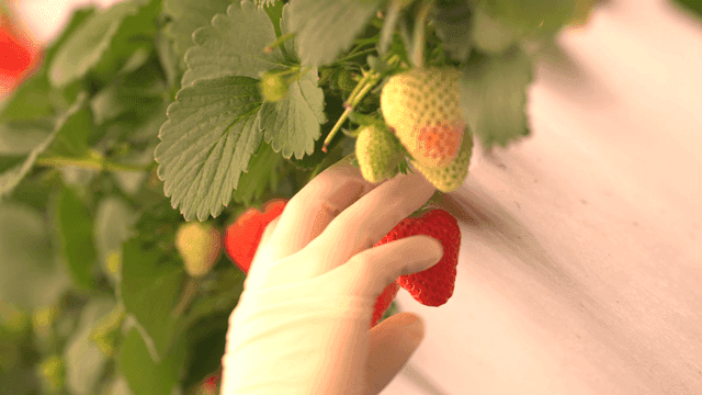 Hands picking ripe strawberries hanging from vine