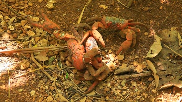 Red Crab Wandering in a Natural Habitat