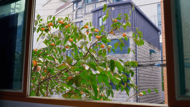 창문을 통해 본 감나무