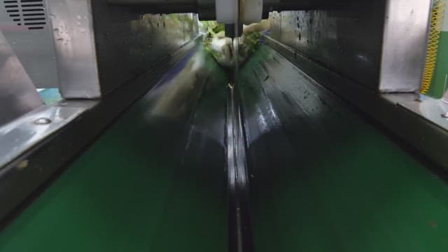 공장에서 기계로 잘려 가공되는 배추