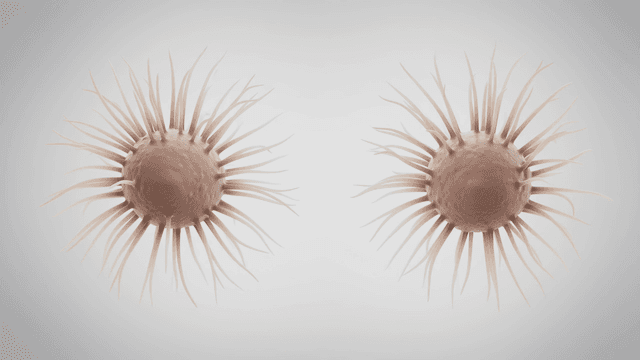 Microscopic view of two spherical cells