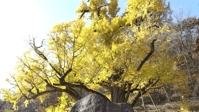 노란 잎이 달린 큰 은행나무