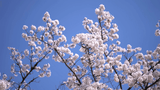 Cherry blossoms blooming under a clear sky