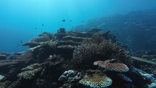 Underwater coral reef with fish swimming