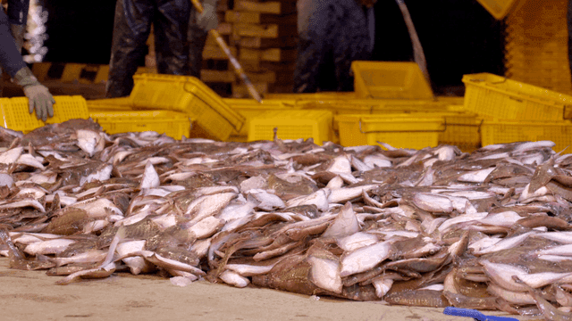 Workers sorting freshly caught fish