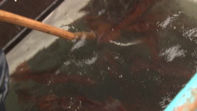 수조에서 건져 올린 오징어를 고무대야에 담는 장면