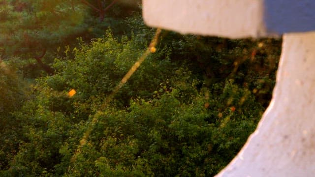 나무 사이로 비치는 햇살과 거미줄