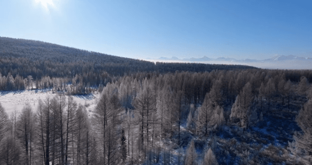 Snow-covered forest under a clear blue sky
