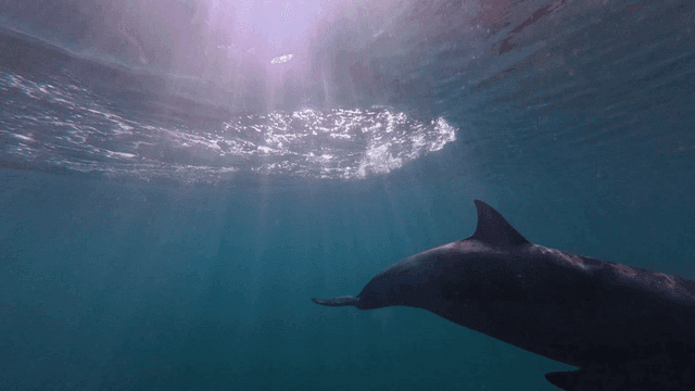 Dolphins swimming elegantly underwater