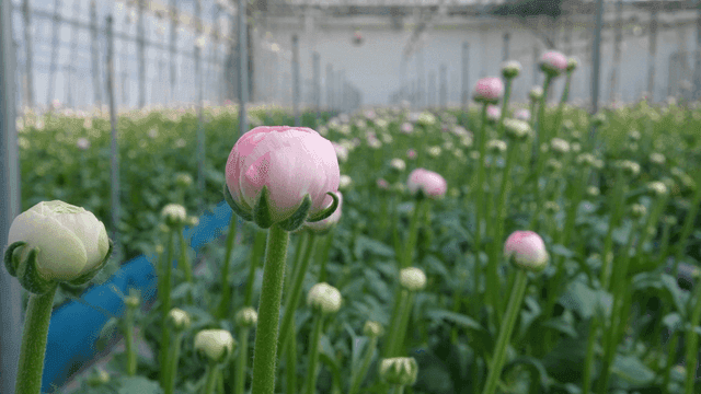 Pink and white flowers blooming in a greenhouse