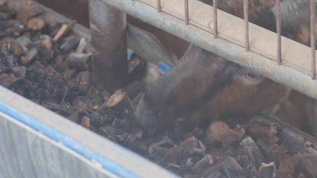 Goat Eating Forage in a Cattle Shed