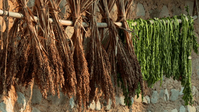 Dried sorghum and dried radish greens hanging on wall