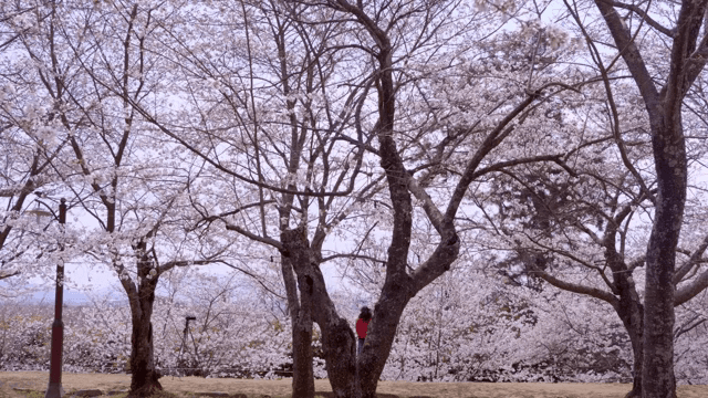 벚꽃이 만개한 풍경과 사진을 찍는 사람
