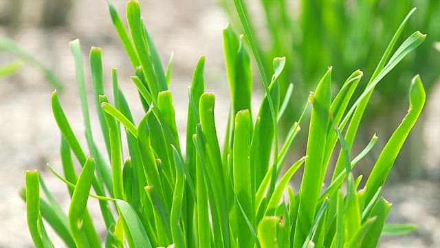 Green chives growing from fertile soil in the garden