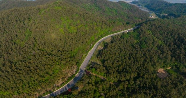 Winding Road Through Lush Green Forest