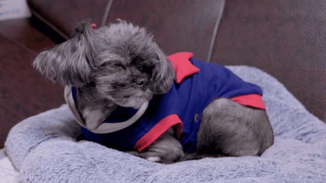 소파 위 방석에서 쉬고 있는 회색빛 강아지