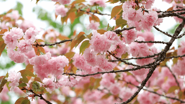 가지에 만개한 벚꽃