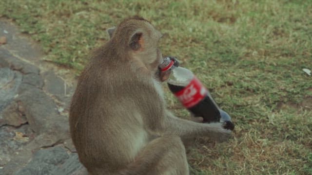 Monkey Sitting on the Grass Drinking Cola