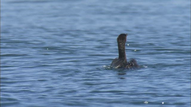 Bird flying while swimming in the sea