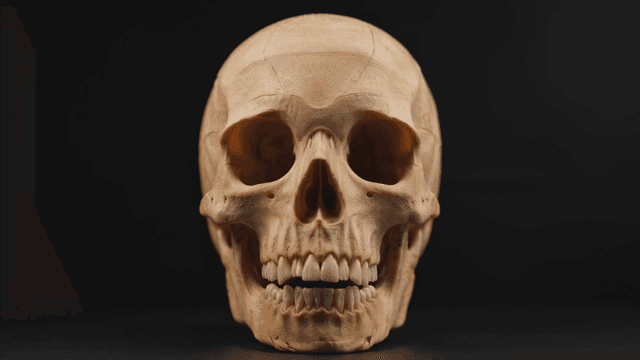 Detailed view of human skull
