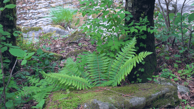 Lush forest floor with ferns and trees