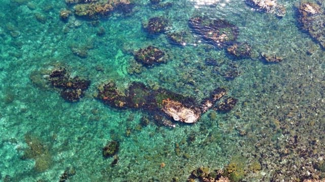 Clear sea with rocks and algae