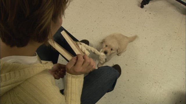 강아지와 줄다리기 놀이 중인 사람