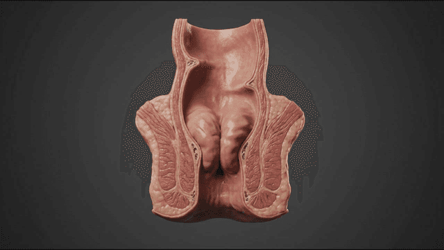 Detailed view of human sphincter anatomical model