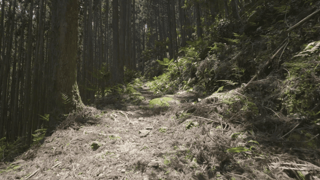 햇살이 비치는 고요한 숲길