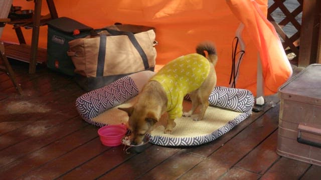 Dog eating food from a bowl on a cushion