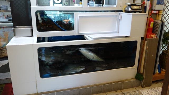 식당 수조에서 헤엄치는 방어