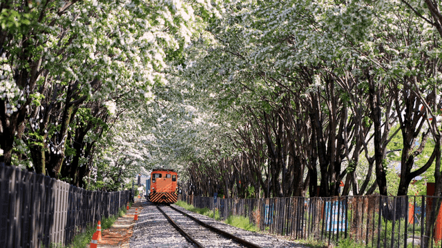 Train passing along road lined with Korean white lilac trees
