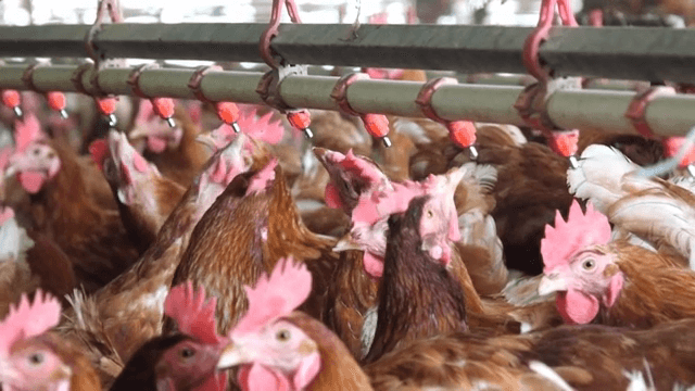 Chickens drinking water in a poultry farm