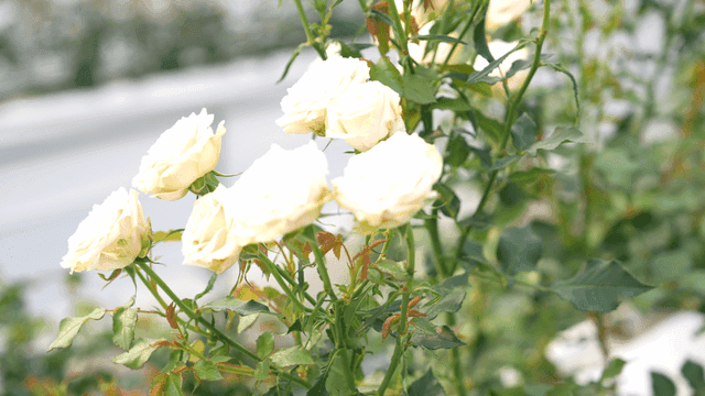 White roses blooming in a garden