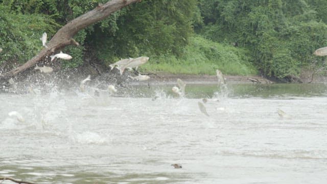 Carps jumping in a river surrounded by greenery