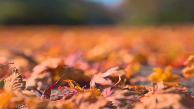 Crisp Autumn Leaves on Forest Floor