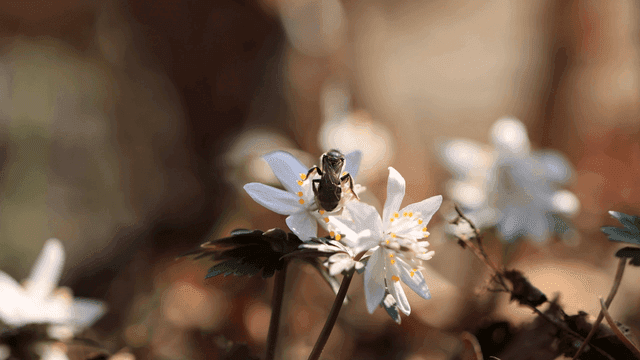 White flower on which bee is sitting