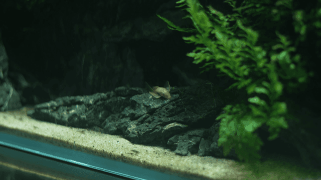 Fish licking bottom of fish tank