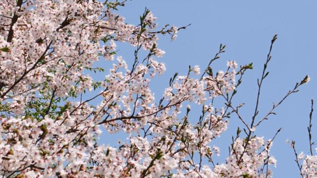 Spring cherry blossoms in full bloom against a clear blue sky